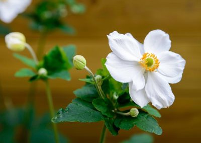 Dutch Quality Gardens Visio Vireo Trendy Tuin Met Overkapping In Putte 2
