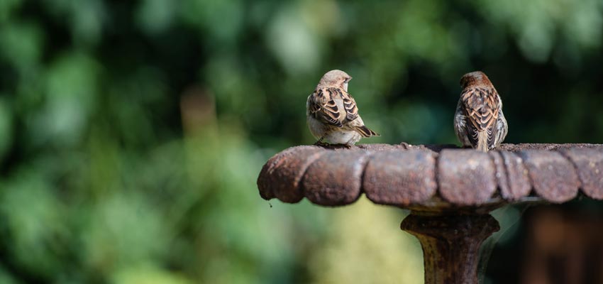 Vogels In Je Tuin Tips Vogels In Je Tuin Tips