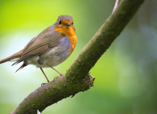 Vogels In Je Tuin Video Vogels In Je Tuin Video
