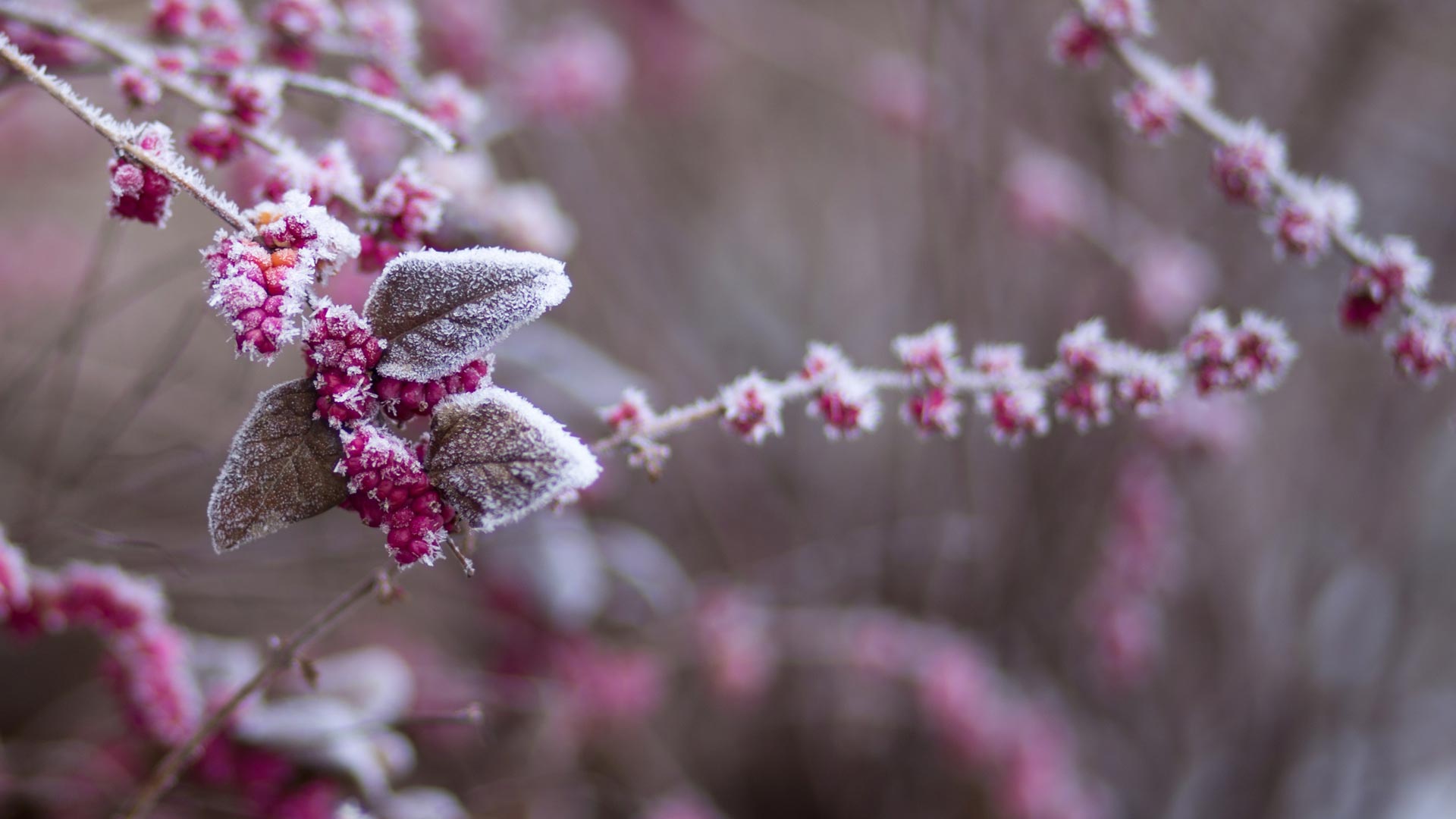 Genieten van je tuin in de winter, 6 praktische tips