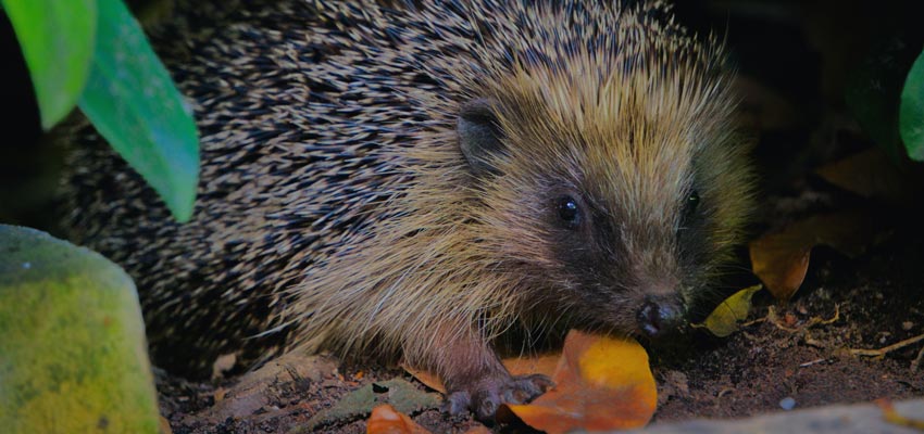 Wintertuin Zorgen Voor Egels Wintertuin Zorgen Voor Egels