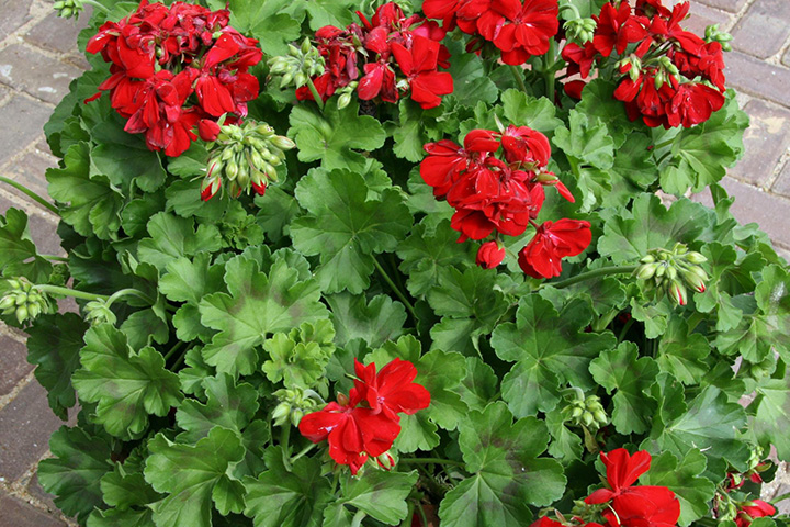 Eenjarige planten
