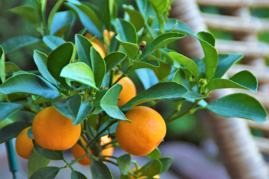 Citrusbomen: een permanent vakantiegevoel op je terras