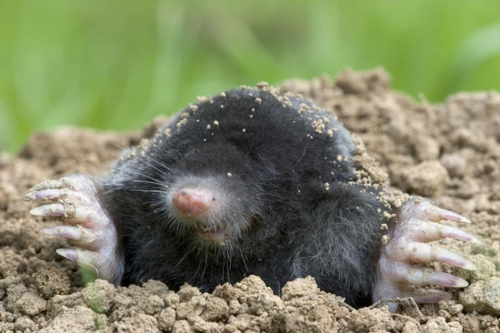 Wat te doen met de mol?